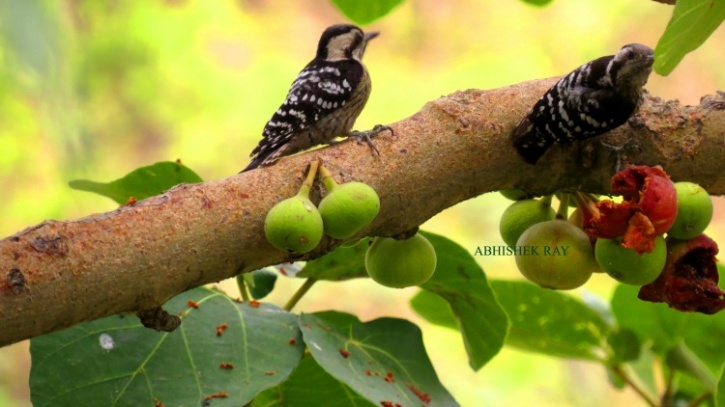 Pygmy woodpeckers